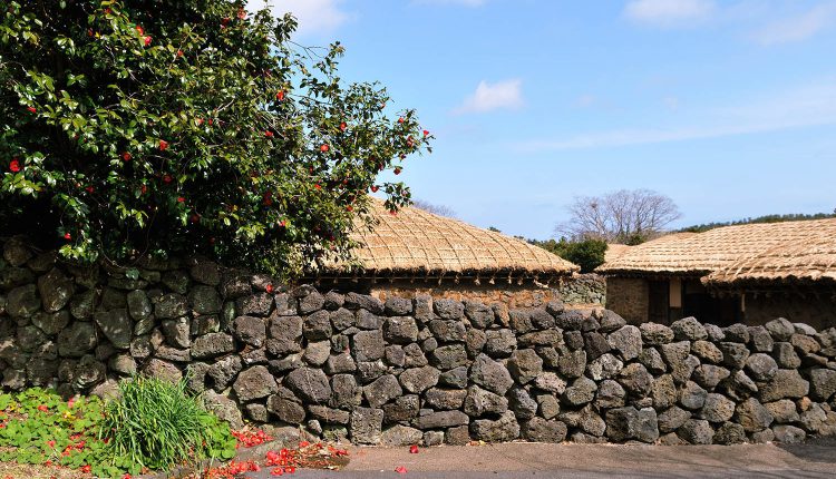 Camellia flowers and a thatched roof houses